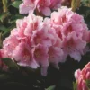 Rhododendron (Rhododendron 'Albert Schweitzer') -Tuin Verhaal Verkoopwinkel rhaschwe 2