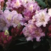 Dwergrhododendron (Rhododendron 'Caroline Allbrook') -Tuin Verhaal Verkoopwinkel rhcallbr 2
