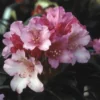 Dwergrhododendron (Rhododendron 'Kalinka') -Tuin Verhaal Verkoopwinkel rhkalink 2