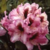 Rhododendron (Rhododendron 'Kokardia') -Tuin Verhaal Verkoopwinkel rhkokard 2