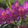 Rhododendron (Rhododendron 'Marcel Menard') -Tuin Verhaal Verkoopwinkel rhmmenar 1