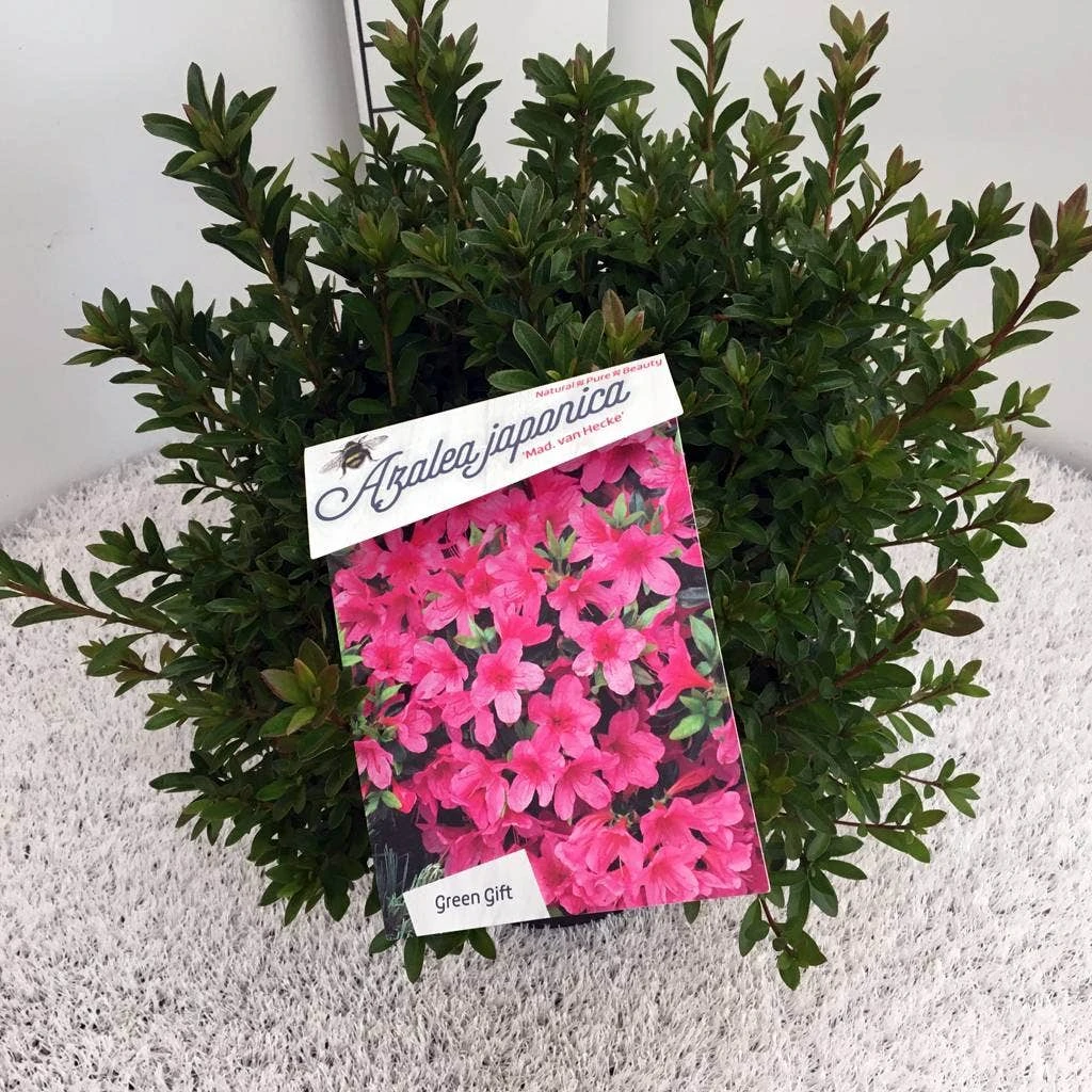 Japanse Azalea (Rhododendron 'Madame Van Hecke') 13 Japanse Azalea (Rhododendron 'Madame Van Hecke') - Afbeelding 11