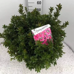 Japanse Azalea (Rhododendron 'Madame Van Hecke') 29 Japanse Azalea (Rhododendron 'Madame Van Hecke') -Tuin Verhaal Verkoopwinkel rho. aj mme van hecke c15