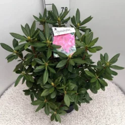 Rhododendron (Rhododendron 'Cosmopolitan') -Tuin Verhaal Verkoopwinkel rho. cosmopolitan c10 50 cm