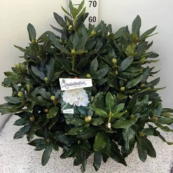 Rhododendron (Rhododendron 'Cunningham White') 31 Rhododendron (Rhododendron 'Cunningham White') -Tuin Verhaal Verkoopwinkel rho. cunn white c20