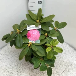 Rhododendron (Rhododendron 'Germania') -Tuin Verhaal Verkoopwinkel rho. germania c10 50 cm