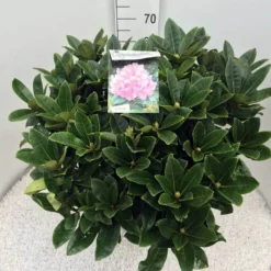 Rhododendron (Rhododendron 'Gomer Waterer') -Tuin Verhaal Verkoopwinkel rho. gomer waterer c20