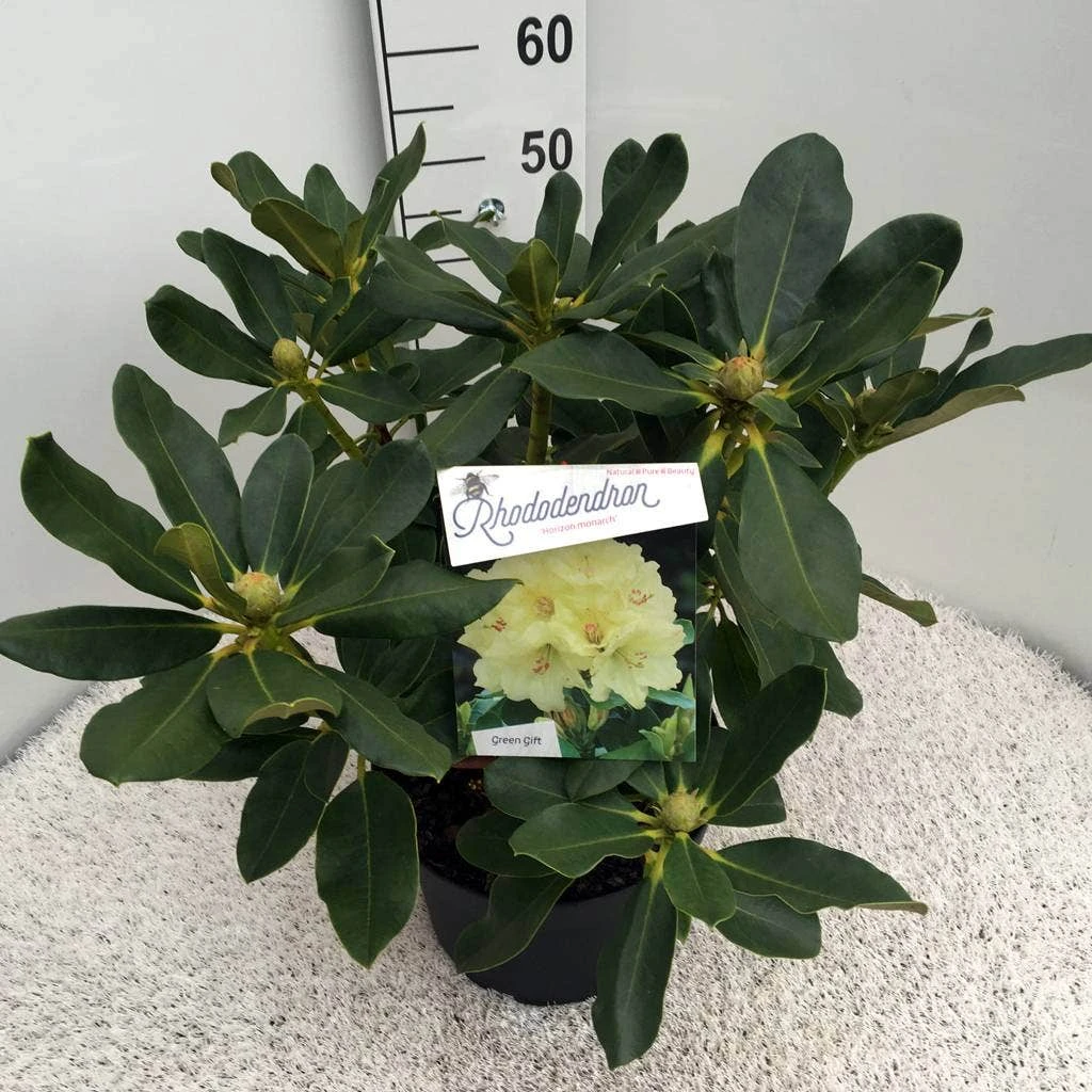 Rhododendron (Rhododendron 'Horizon Monarch') 13 Rhododendron (Rhododendron 'Horizon Monarch') - Afbeelding 11