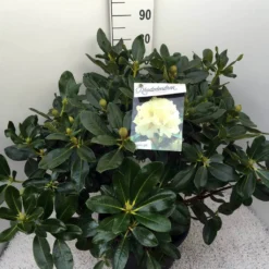 Rhododendron (Rhododendron 'Horizon Monarch') 41 Rhododendron (Rhododendron 'Horizon Monarch') -Tuin Verhaal Verkoopwinkel rho. horizon monarch c20