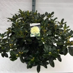 Rhododendron (Rhododendron 'Horizon Monarch') 38 Rhododendron (Rhododendron 'Horizon Monarch') -Tuin Verhaal Verkoopwinkel rho. horizon monarch c40