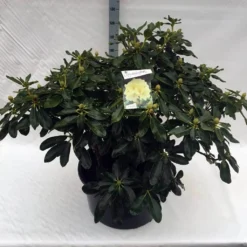 Rhododendron (Rhododendron 'Horizon Monarch') 35 Rhododendron (Rhododendron 'Horizon Monarch') -Tuin Verhaal Verkoopwinkel rho. horizon monarch c80