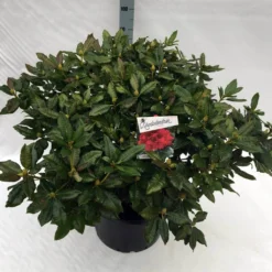 Rhododendron (Rhododendron 'Lord Roberts') 13 Rhododendron (Rhododendron 'Lord Roberts') -Tuin Verhaal Verkoopwinkel rho. lord roberts c40