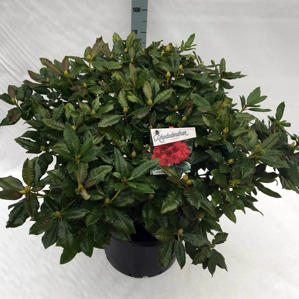 Rhododendron (Rhododendron 'Lord Roberts') 7 Rhododendron (Rhododendron 'Lord Roberts') - Afbeelding 5