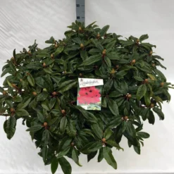 Rhododendron (Rhododendron 'Marie Forte') 19 Rhododendron (Rhododendron 'Marie Forte') -Tuin Verhaal Verkoopwinkel rho. marie forte c40