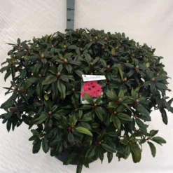 Rhododendron (Rhododendron 'Marie Forte') 22 Rhododendron (Rhododendron 'Marie Forte') -Tuin Verhaal Verkoopwinkel rho. marie forte c80