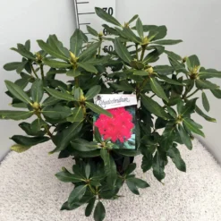 Rhododendron (Rhododendron 'Nova Zembla') -Tuin Verhaal Verkoopwinkel rho. nova zembla c10 50 cm