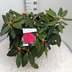 Rhododendron (Rhododendron 'American Beauty') -Tuin Verhaal Verkoopwinkel rho. p. a. beauty c10 50 cm
