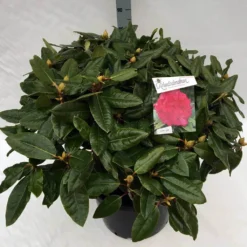 Rhododendron (Rhododendron 'American Beauty') -Tuin Verhaal Verkoopwinkel rho. pierce amercian beauty c40