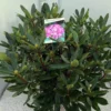 Bosrhododendron (Rhododendron Ponticum 'Roseum') -Tuin Verhaal Verkoopwinkel rho. ponticum roseum c20