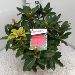 Rhododendron (Rhododendron 'Red Jack') -Tuin Verhaal Verkoopwinkel rho. red jack c10 50 cm