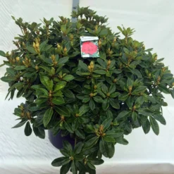 Rhododendron (Rhododendron 'Red Jack') -Tuin Verhaal Verkoopwinkel rho. red jack c80