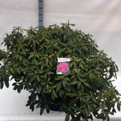 Rhododendron (Rhododendron 'Roseum Elegans') -Tuin Verhaal Verkoopwinkel rho. roseum elegans c80