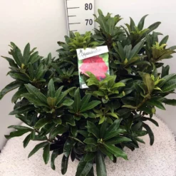 Rhododendron (Rhododendron 'Wilgen's Ruby') -Tuin Verhaal Verkoopwinkel rho. wilgens ruby c20