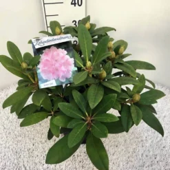 Rhododendron (Rhododendron 'Doc') -Tuin Verhaal Verkoopwinkel rho. y doc c5