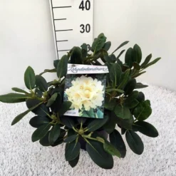 Rhododendron (Rhododendron 'Flava') -Tuin Verhaal Verkoopwinkel rho. y flava c5