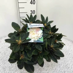 Dwergrhododendron (Rhododendron 'Golden Torch') 23 Dwergrhododendron (Rhododendron 'Golden Torch') -Tuin Verhaal Verkoopwinkel rho. y golden torch c5