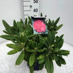 Dwergrhododendron (Rhododendron 'Sweet Sue') -Tuin Verhaal Verkoopwinkel rho. y sweet sue c5