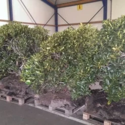 Rhododendron (Rhododendron 'Cunningham White') 37 Rhododendron (Rhododendron 'Cunningham White') -Tuin Verhaal Verkoopwinkel rhodo cun white