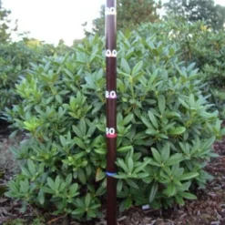 Rhododendron (Rhododendron 'Cunningham White') 39 Rhododendron (Rhododendron 'Cunningham White') -Tuin Verhaal Verkoopwinkel rhodod cun white 1