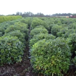 Rhododendron (Rhododendron 'Cunningham White') 38 Rhododendron (Rhododendron 'Cunningham White') -Tuin Verhaal Verkoopwinkel rhodod cun white 2
