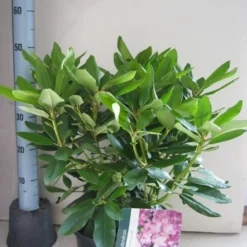 Rhododendron (Rhododendron Catawbiense 'Boursault') 19 Rhododendron (Rhododendron Catawbiense 'Boursault') -Tuin Verhaal Verkoopwinkel rhododendron boursault c5 aug