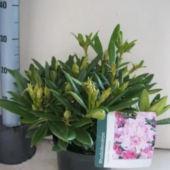 Dwergrhododendron (Rhododendron 'Caroline Allbrook') -Tuin Verhaal Verkoopwinkel rhododendron caroline allbrook c5 aug