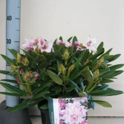 Dwergrhododendron (Rhododendron 'Caroline Allbrook') -Tuin Verhaal Verkoopwinkel rhododendron caroline allbrook c5 sept