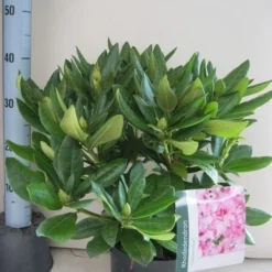 Rhododendron (Rhododendron 'Cosmopolitan') -Tuin Verhaal Verkoopwinkel rhododendron cosmopolotan c5 aug