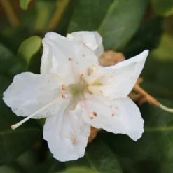 Rhododendron (Rhododendron 'Cunningham White') 23 Rhododendron (Rhododendron 'Cunningham White') -Tuin Verhaal Verkoopwinkel rhododendron cunningham white 2