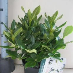 Rhododendron (Rhododendron 'Cunningham White') 35 Rhododendron (Rhododendron 'Cunningham White') -Tuin Verhaal Verkoopwinkel rhododendron cunninghams white c5 aug