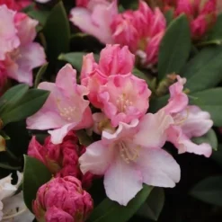 Dwergrhododendron (Rhododendron 'Dreamland') 15 Dwergrhododendron (Rhododendron 'Dreamland') -Tuin Verhaal Verkoopwinkel rhododendron dreamland 4