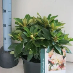 Dwergrhododendron (Rhododendron 'Golden Torch') 16 Dwergrhododendron (Rhododendron 'Golden Torch') -Tuin Verhaal Verkoopwinkel rhododendron golden torch c5 aug