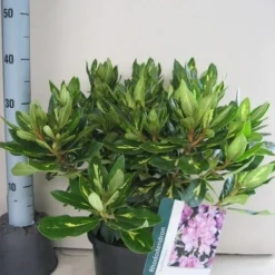 Rhododendron (Rhododendron 'Goldflimmer') -Tuin Verhaal Verkoopwinkel rhododendron goldflimmer c5 aug