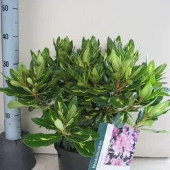 Rhododendron (Rhododendron 'Goldflimmer') -Tuin Verhaal Verkoopwinkel rhododendron goldflimmer c5 aug 1