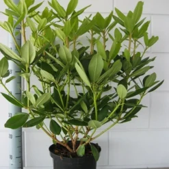 Rhododendron (Rhododendron Catawbiense 'Grandiflorum') -Tuin Verhaal Verkoopwinkel rhododendron grandiflorum 50 60 1