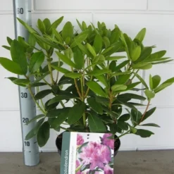 Rhododendron (Rhododendron Catawbiense 'Grandiflorum') -Tuin Verhaal Verkoopwinkel rhododendron grandiflorum c5 01 06 2017 kopie 1
