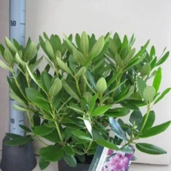 Rhododendron (Rhododendron Catawbiense 'Grandiflorum') -Tuin Verhaal Verkoopwinkel rhododendron grandiflorum c5 aug