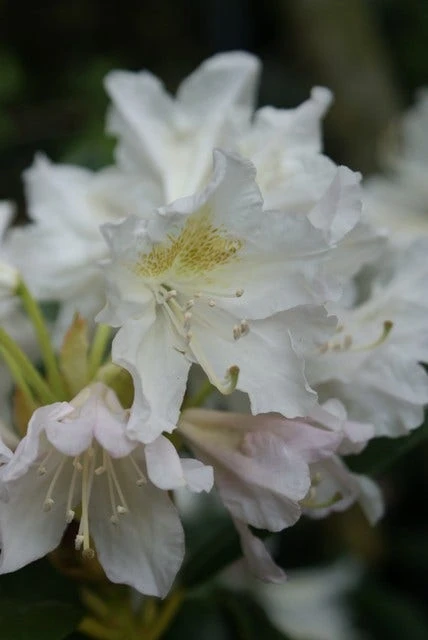 Rhododendron (Rhododendron 'Madame Masson') 4 Rhododendron (Rhododendron 'Madame Masson') - Afbeelding 2