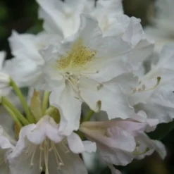 Rhododendron (Rhododendron 'Madame Masson') 24 Rhododendron (Rhododendron 'Madame Masson') -Tuin Verhaal Verkoopwinkel rhododendron madame masson 2