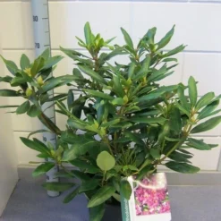 Rhododendron (Rhododendron 'Marcel Menard') -Tuin Verhaal Verkoopwinkel rhododendron marcel menard c12 november